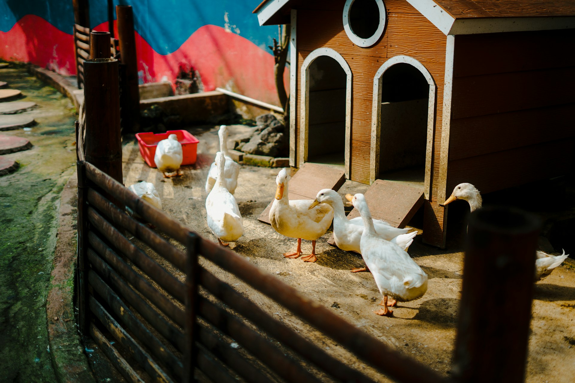 a group of ducks standing next to a wooden fence
